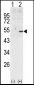 CCNA2 Antibody (C-term)